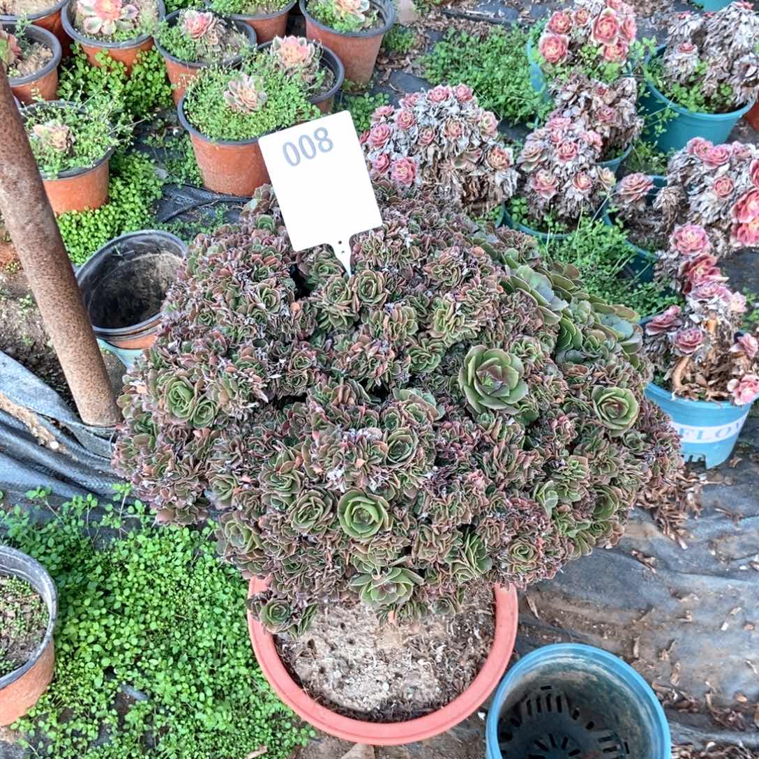 元***子008玫瑰缀化寄养干伤