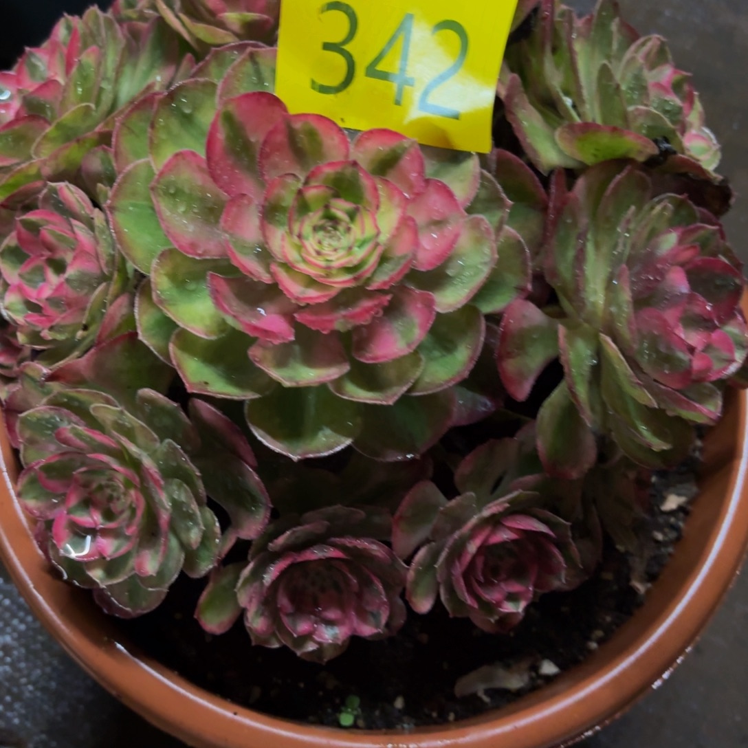 哈哈多肉葡萄福利342