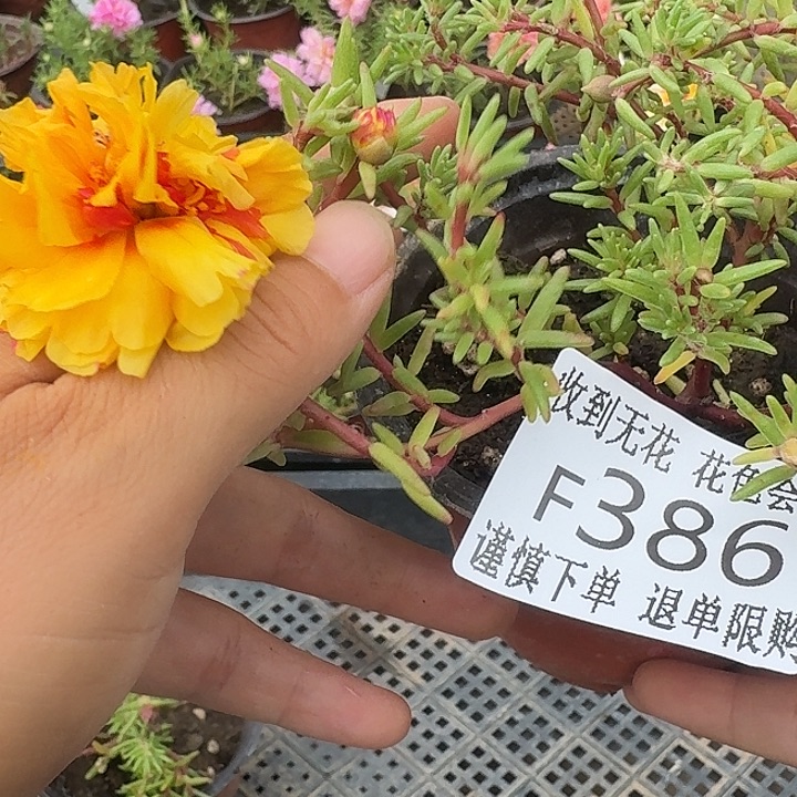 无花朵F386超小苗盆口10cm