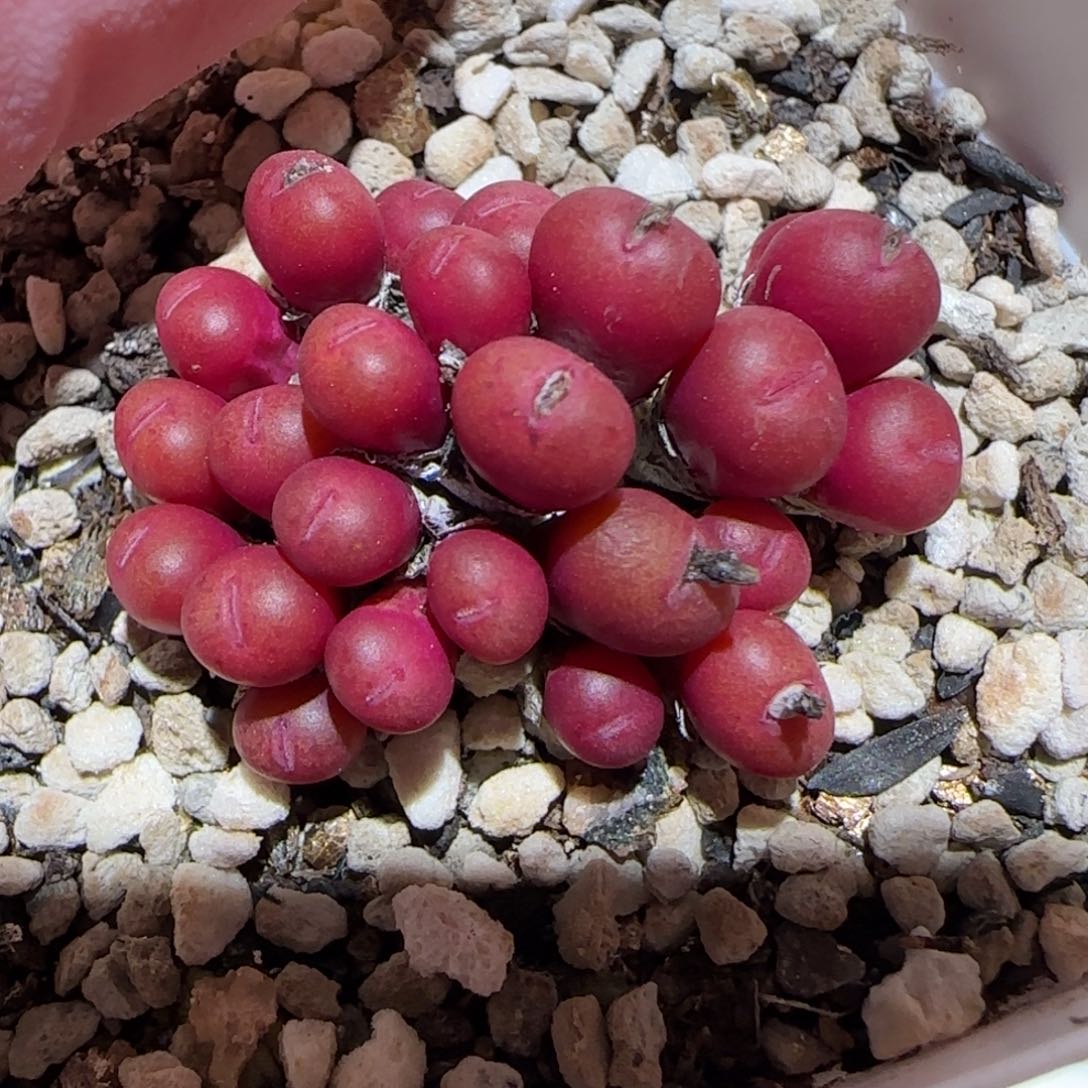 肉锥多肉植物百科-1277