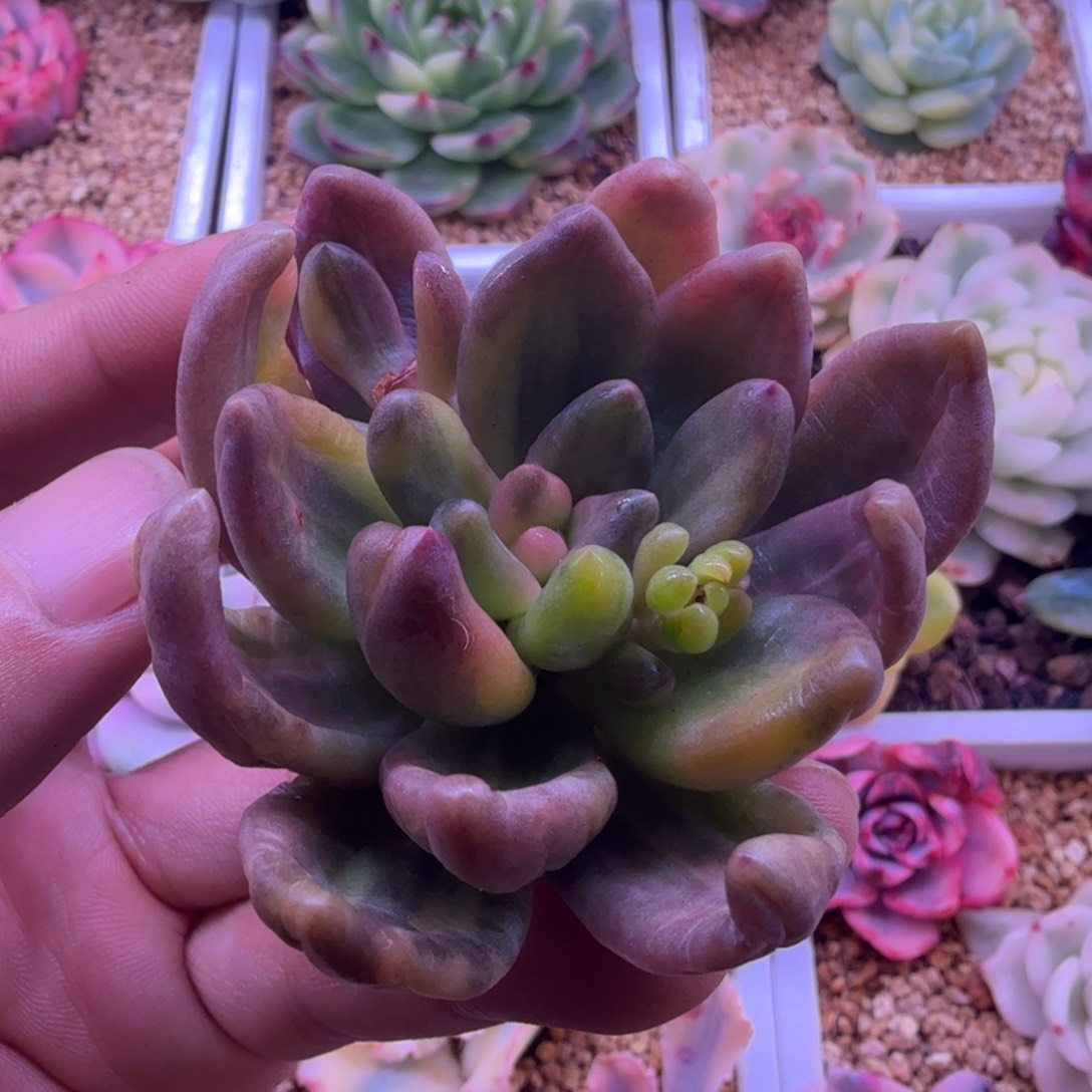 碗****碗哥 多肉植物紫丽殿