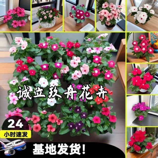 【一物一拍】天天开 青州基地先现现发 四季开花勤花