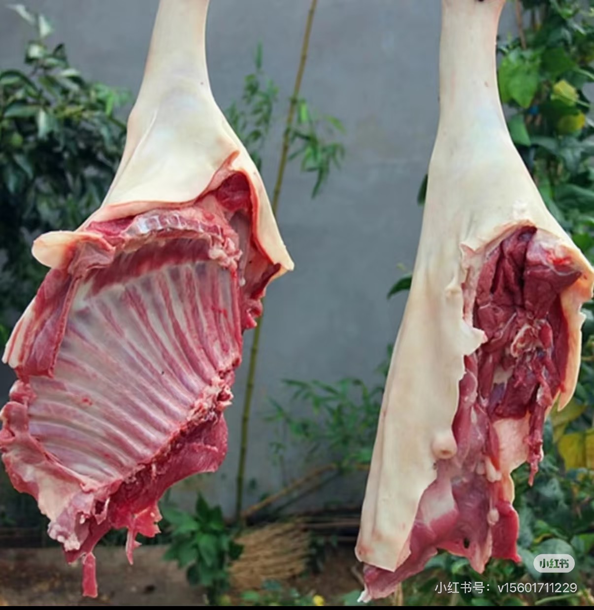 羊肉5斤尝鲜包邮