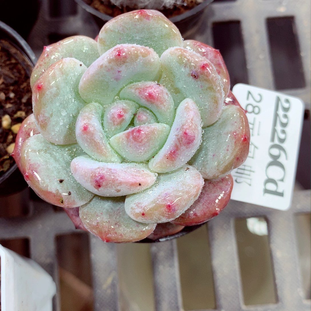 5厘米盆精控多肉2226