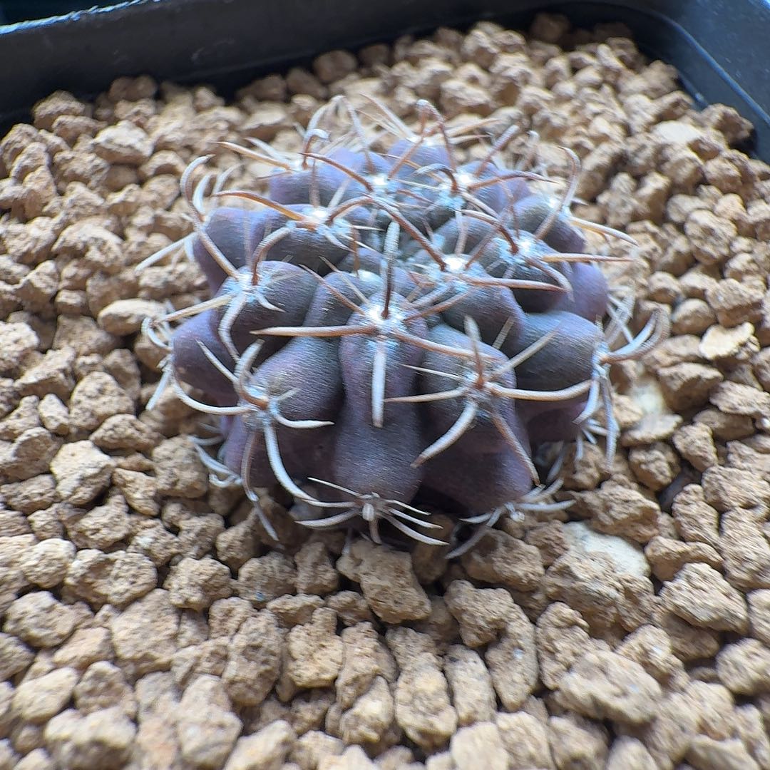 c***b26实生智利仙人球一颗