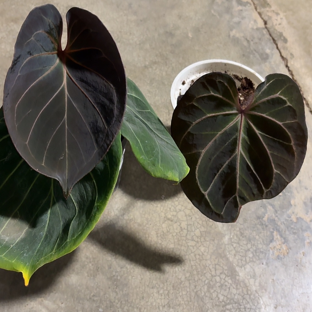 无花朵kos花烛两颗