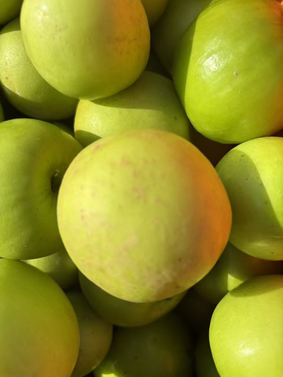 （钰爸专属）西双版纳苹果枣！非大青枣牛奶枣！花皮糖斑大果！