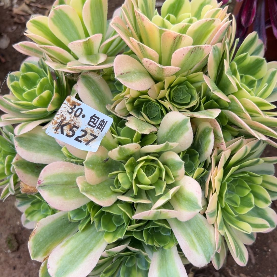 527金丝翡翠满20包邮，