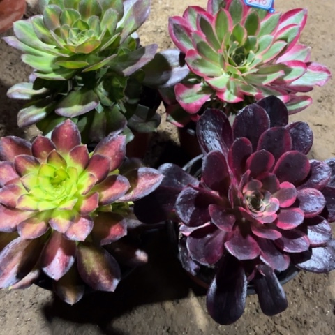 246多肉植物组合