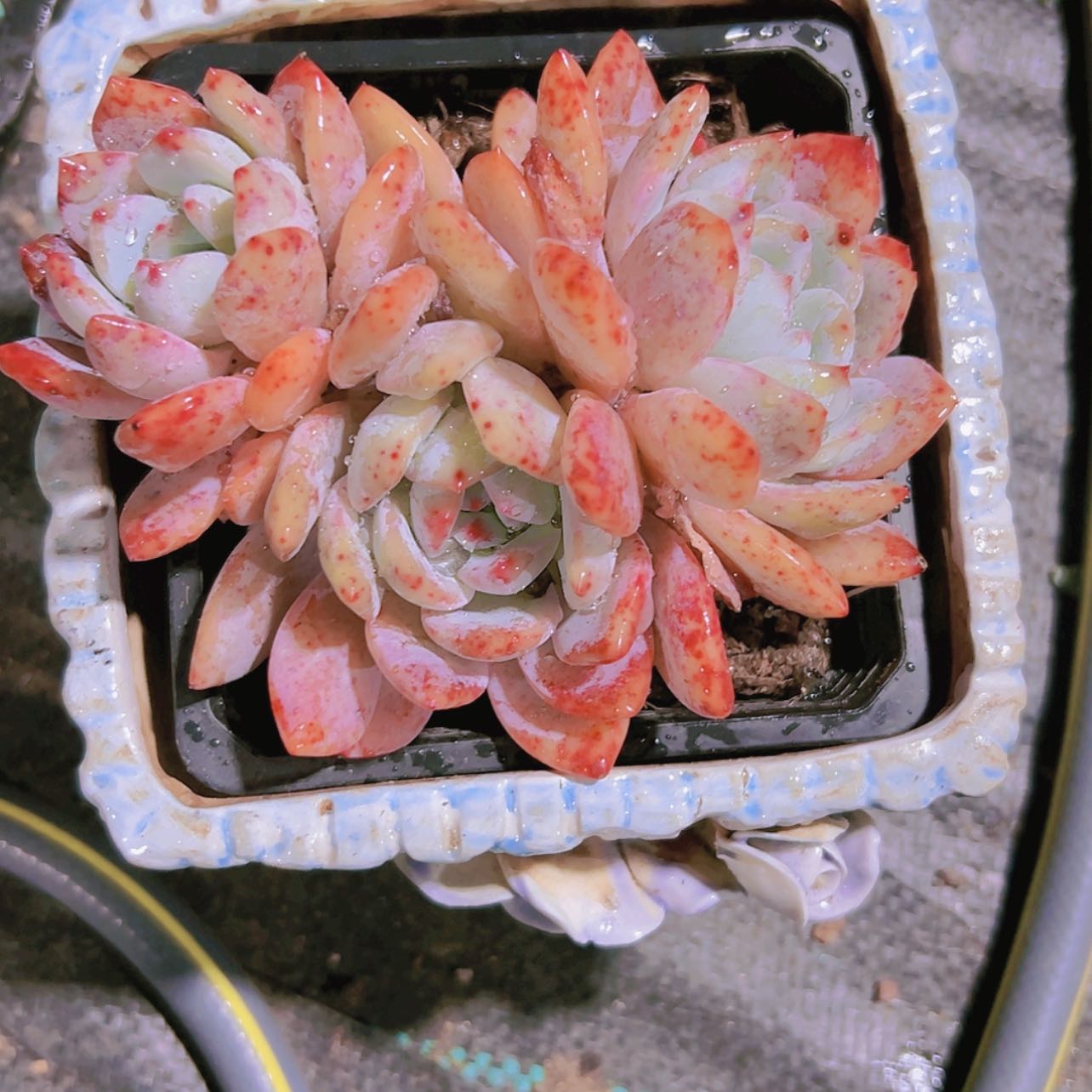 【闪购商品】大群成梦露6.8