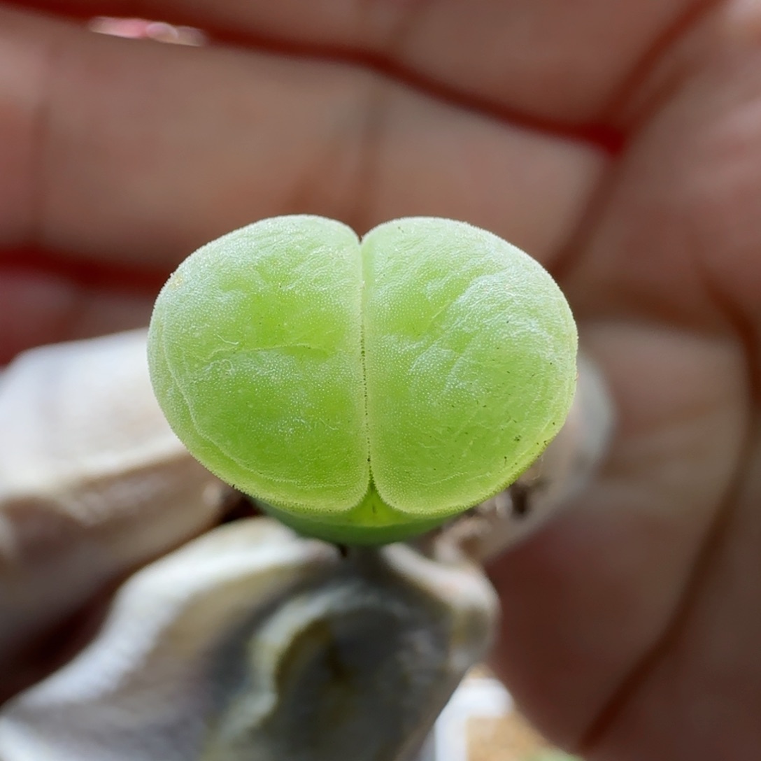 2-21-238当天满58包邮极窗风铃1.2cm多肉