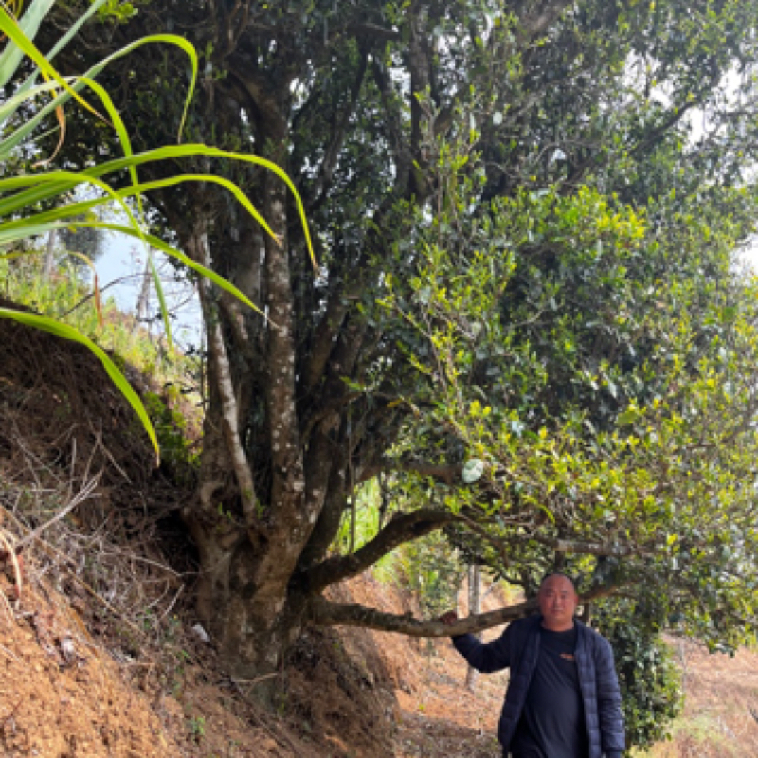 2025年4月7日采摘 自家细叶种 茶王大单株 100克