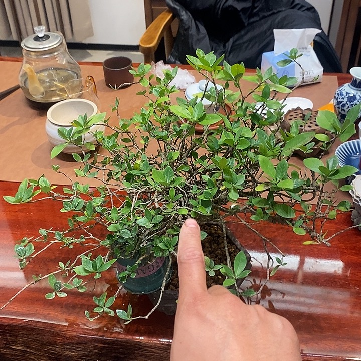 抑***瘾完全开放海岛栀子花