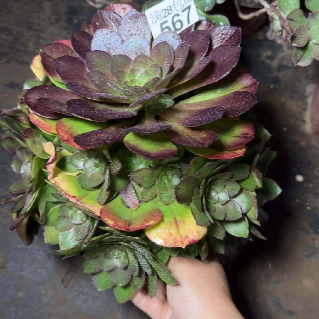 沙拉万多肉567满28包邮断枝不包