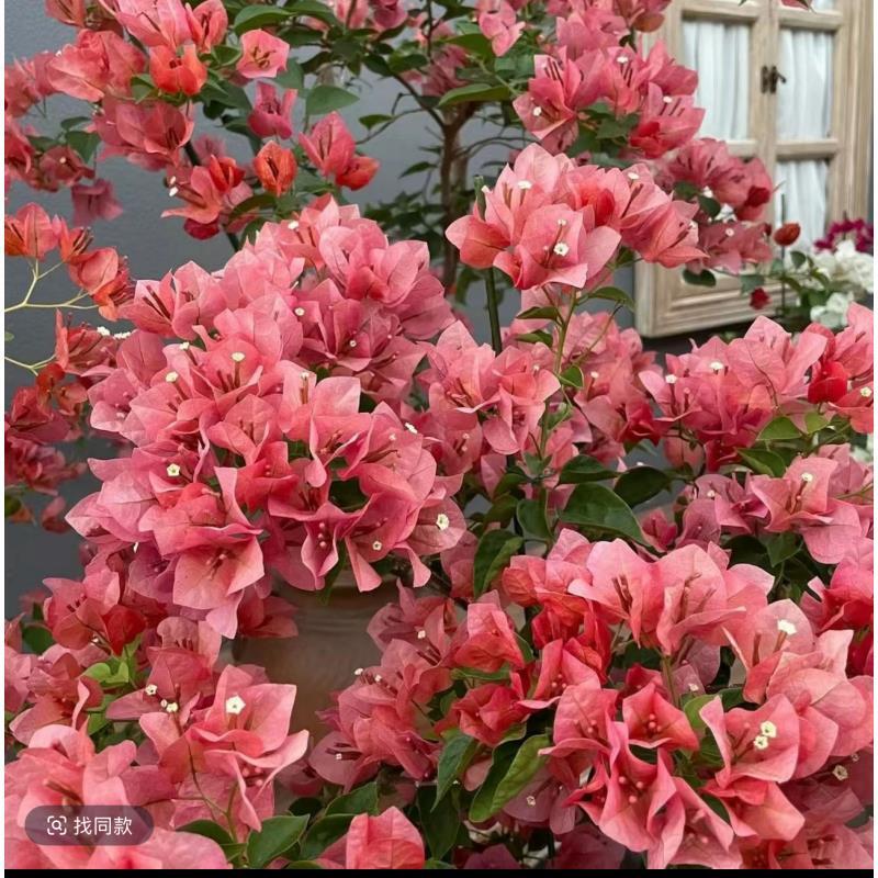 C不甜西瓜三角梅花苗不带花【原盆原土发货】云南基地直发