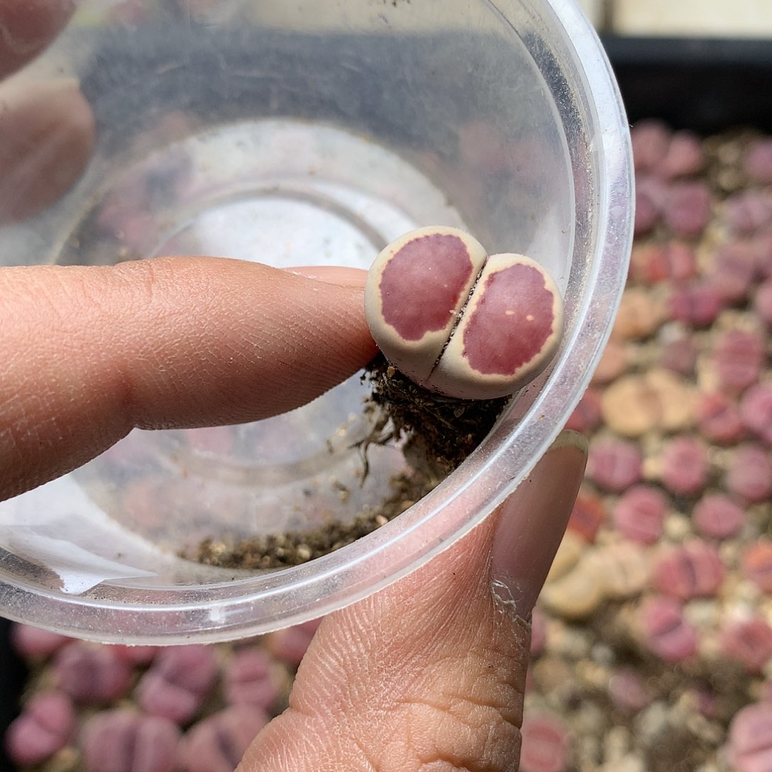 可***包C895多肉植物保护