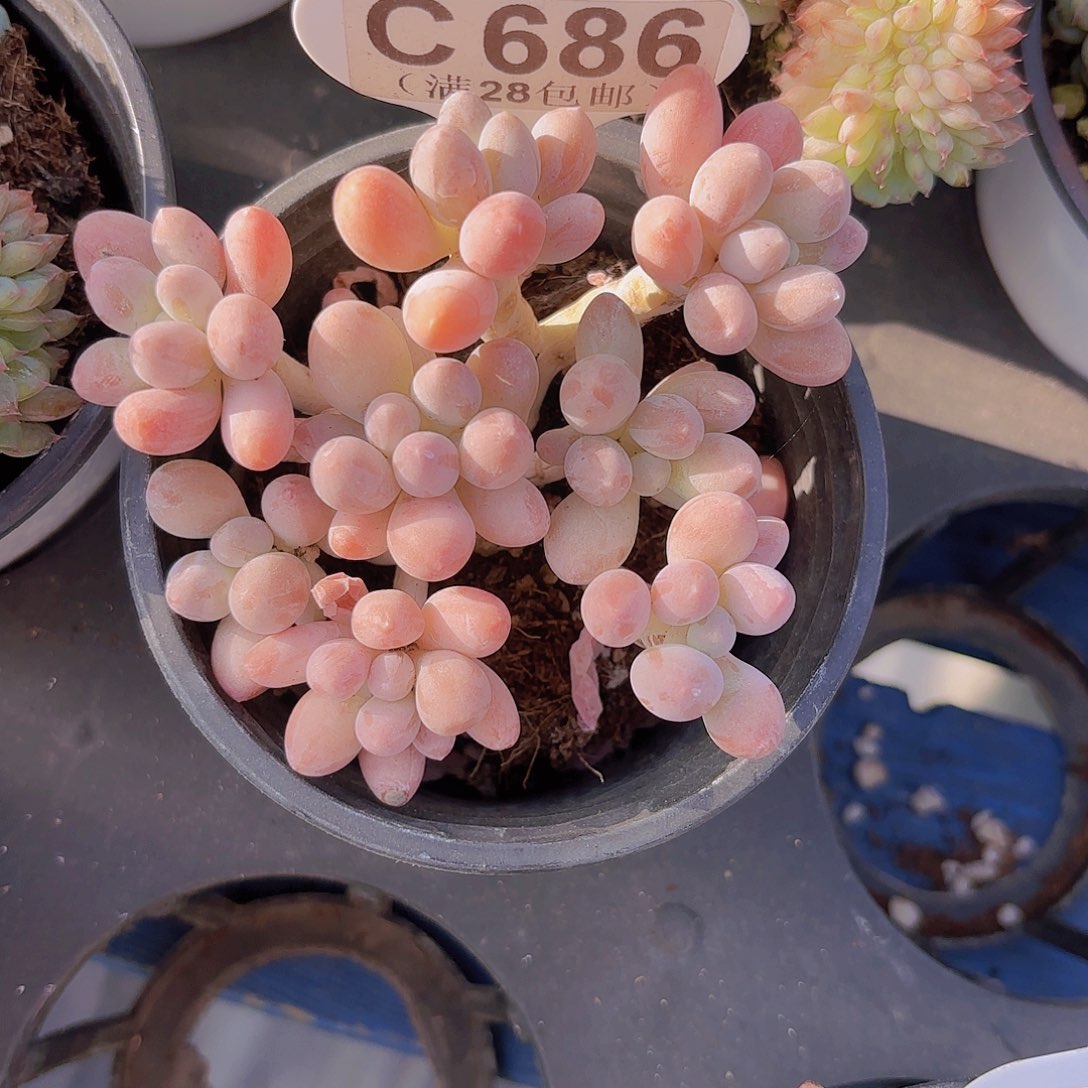 C686紫心美人一物一拍