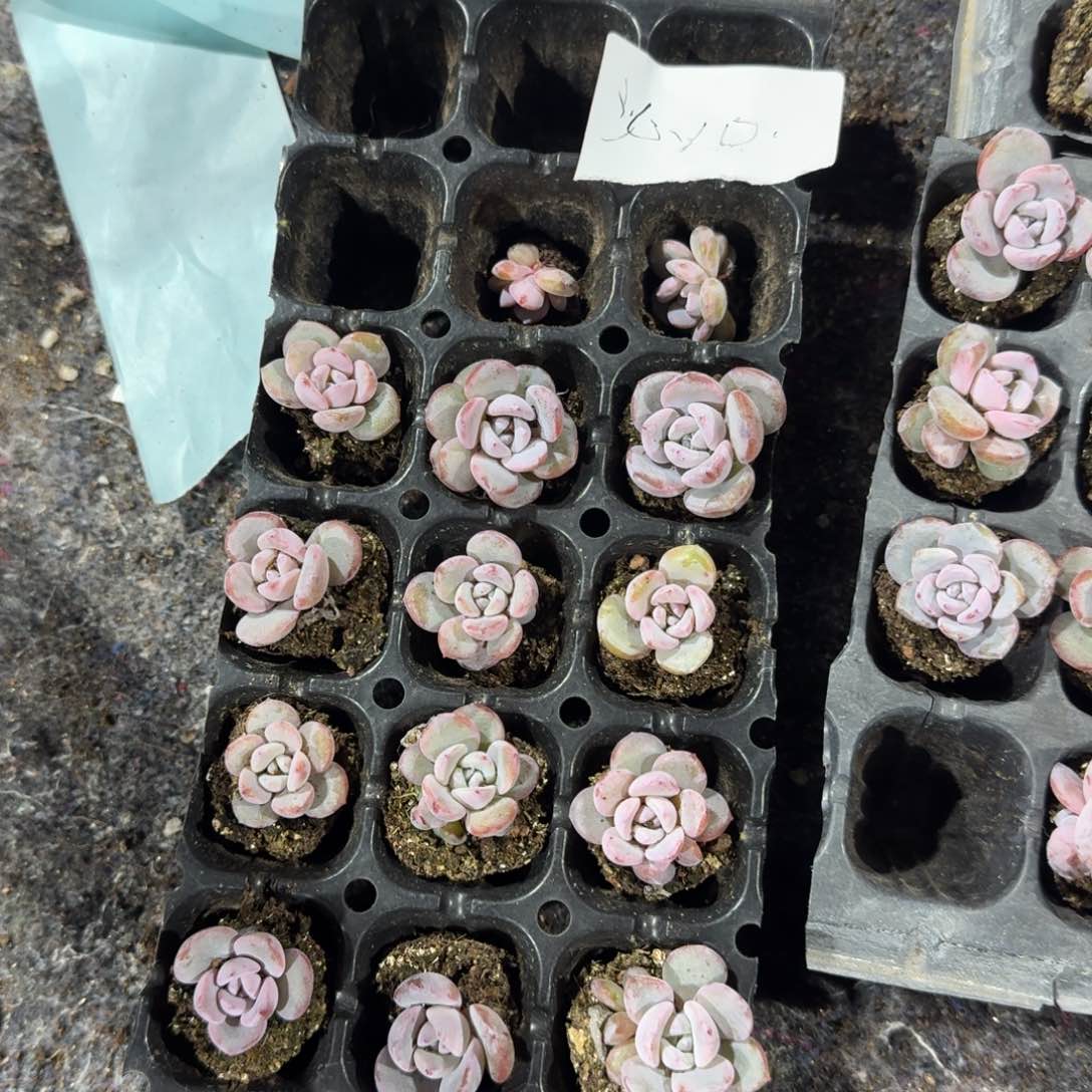 沁心一物一拍专拍