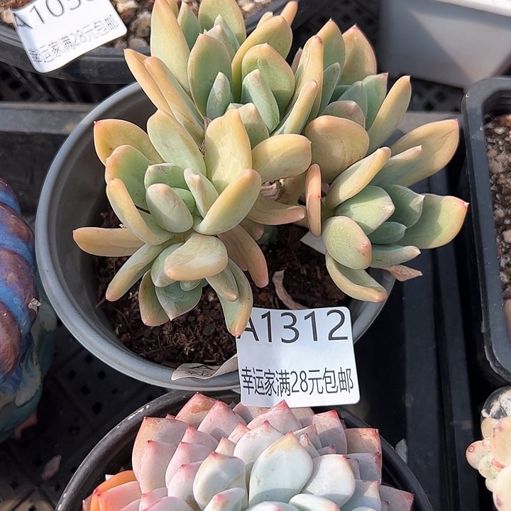 幸运的是我的朋友们