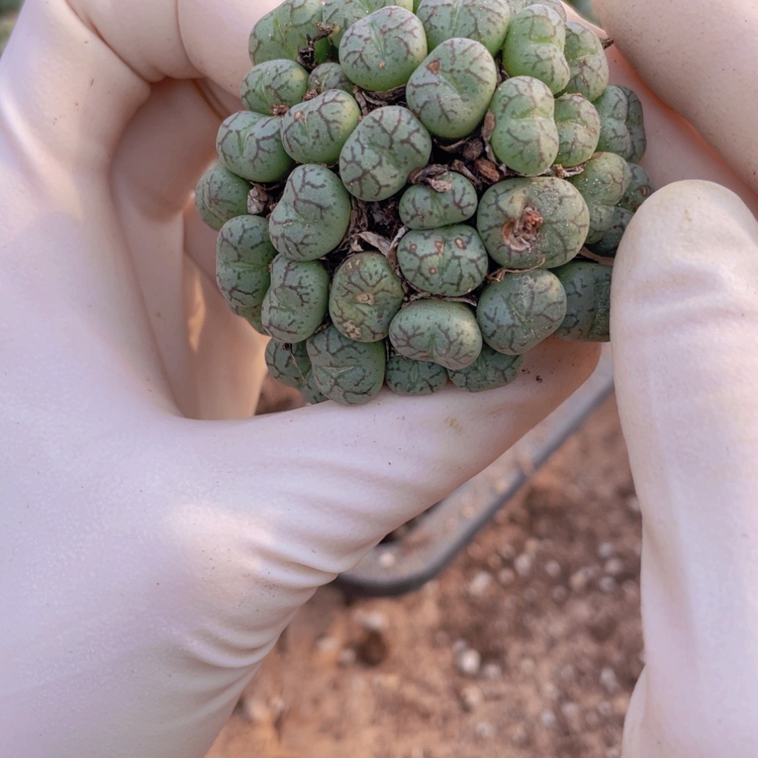 一颗猴脸8888888888