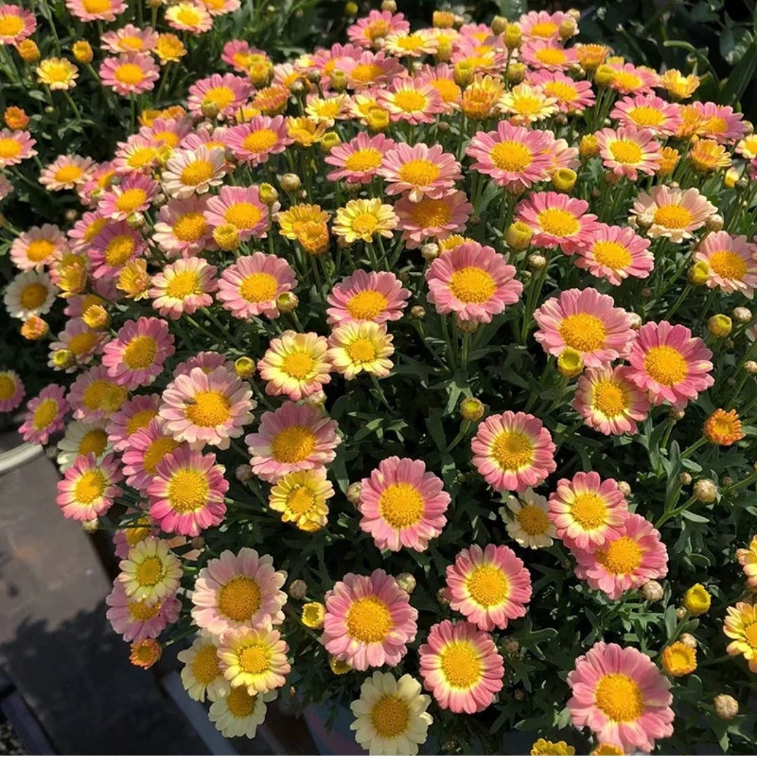 玛格丽特【蜜糖】加仑盆装大冠幅多季花卉开花不断园林花清新小菊