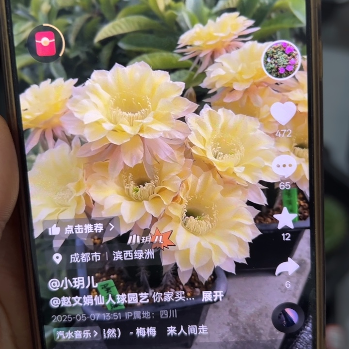 仙人球侧芽歪蛋黄派歪