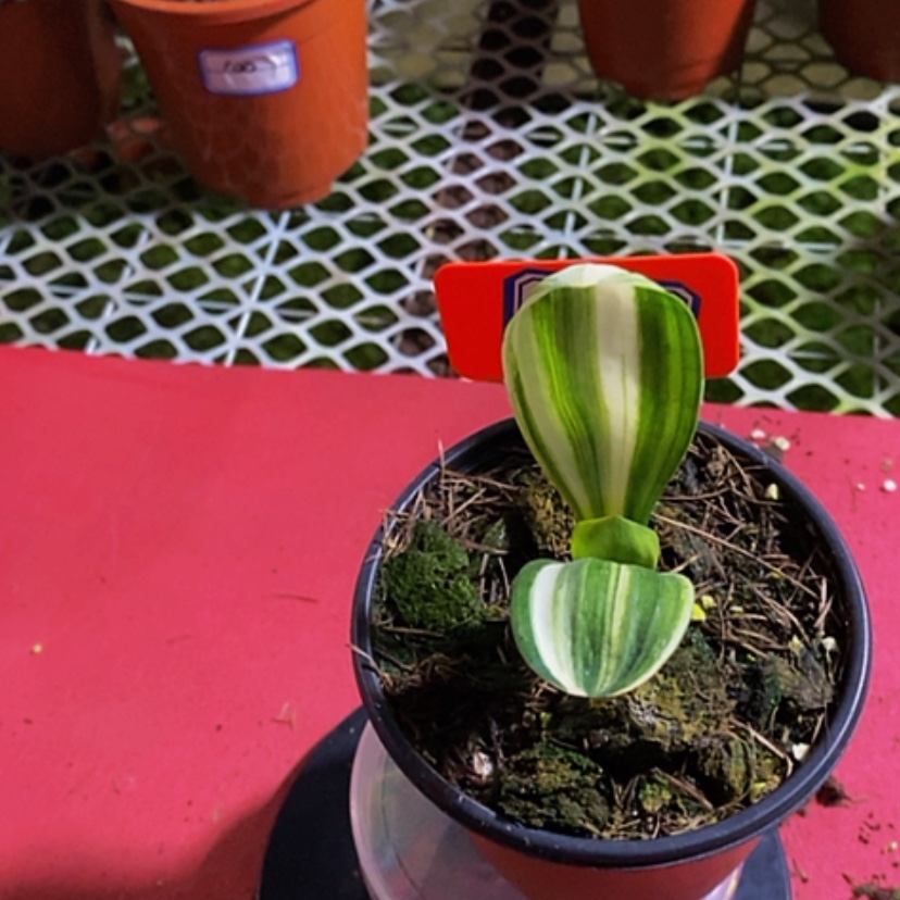 【闪购商品】无花朵余*