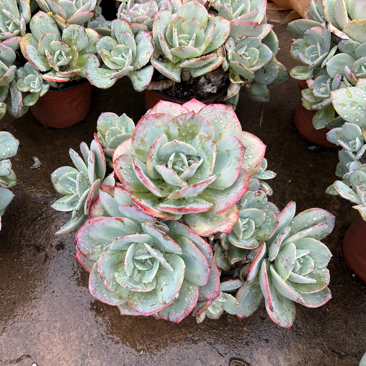 白凤老桩多肉 新手好养 多头发货