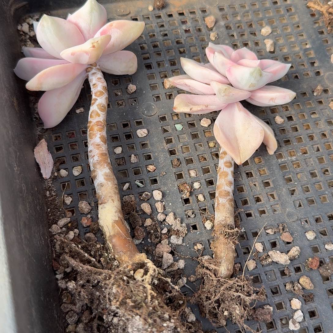 长腿紫乐锦（量拍）