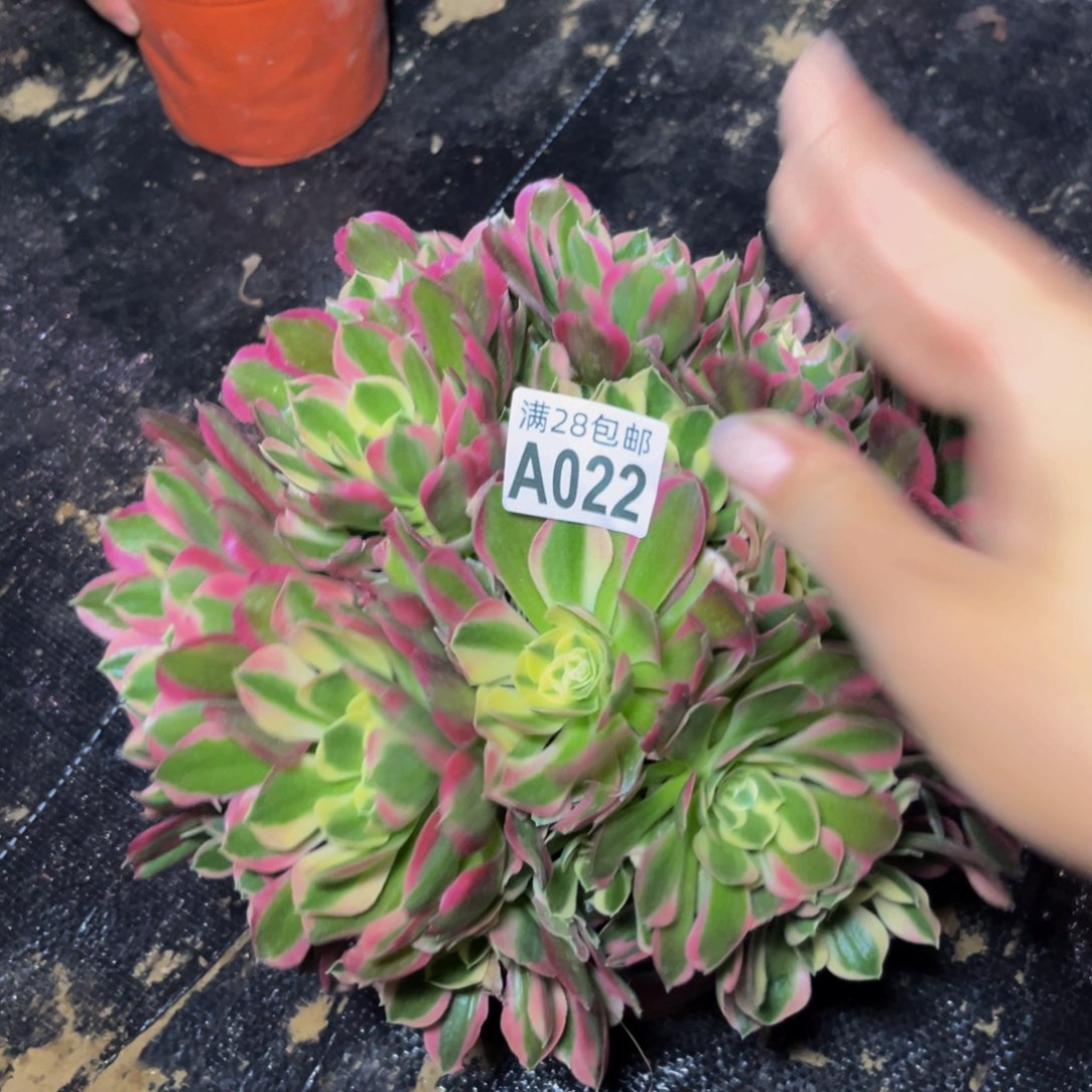 22多肉植物一物一拍