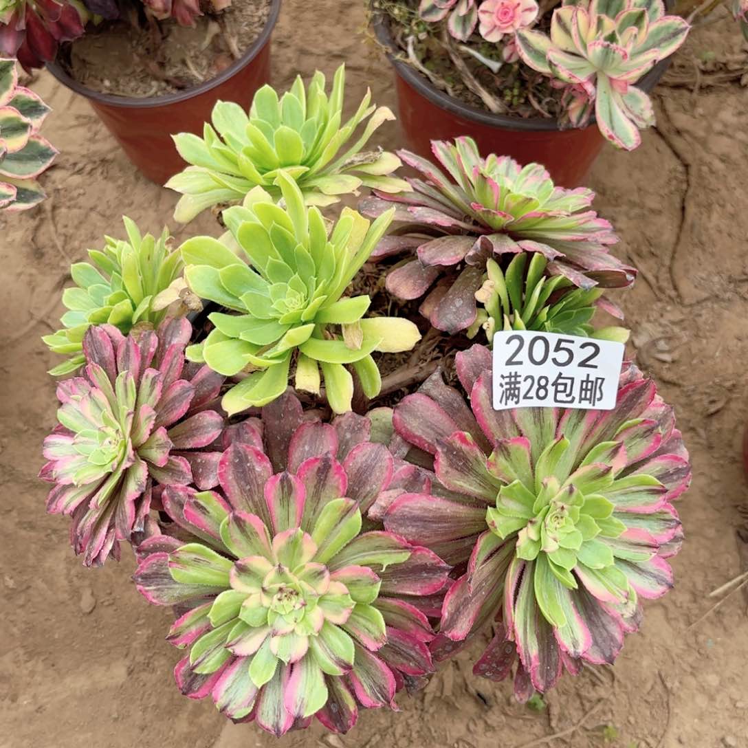 2052萤火花脸多肉11111