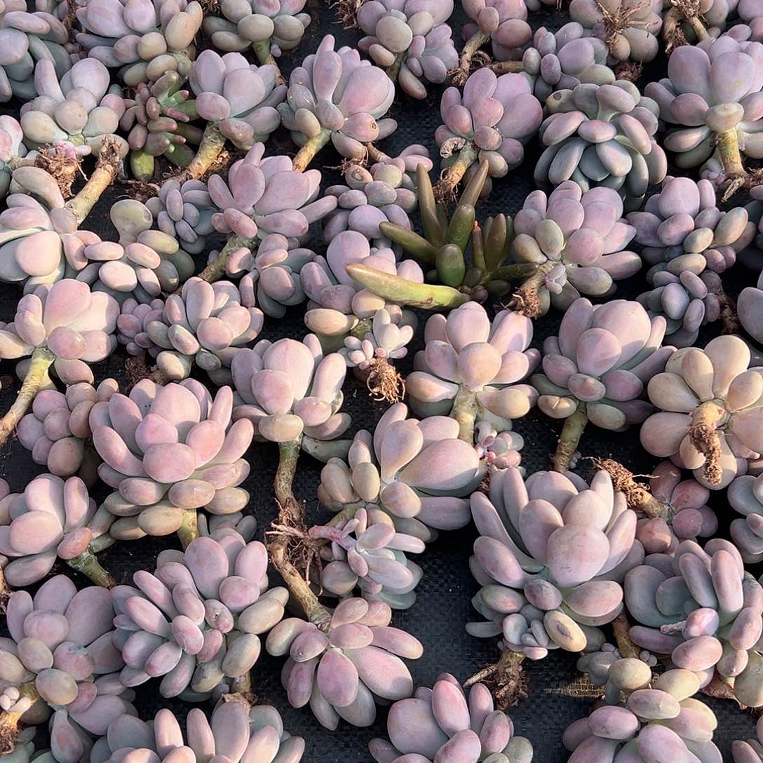 幸****妈月美人单头4棵