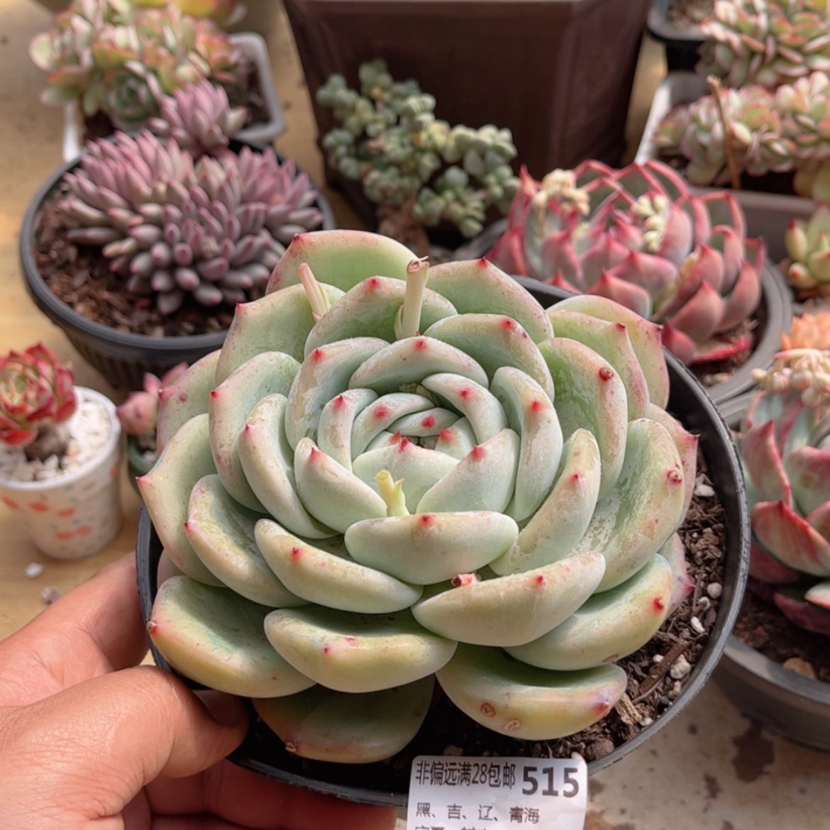 【闪购商品】515白拉糖