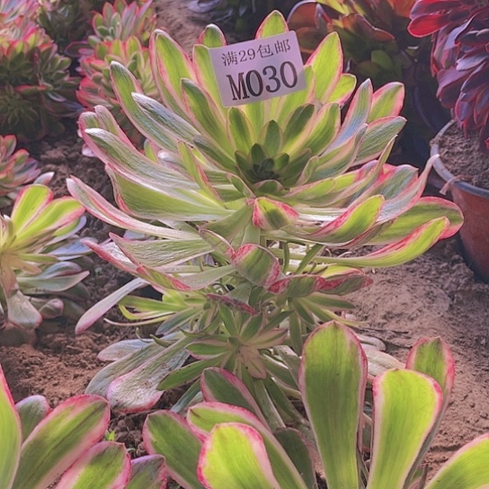 030V锦锦多肉植物