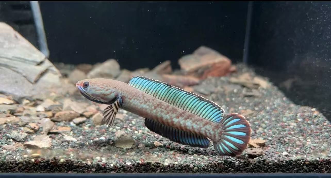 印尼热带鱼奶茶雷龙阿萨姆