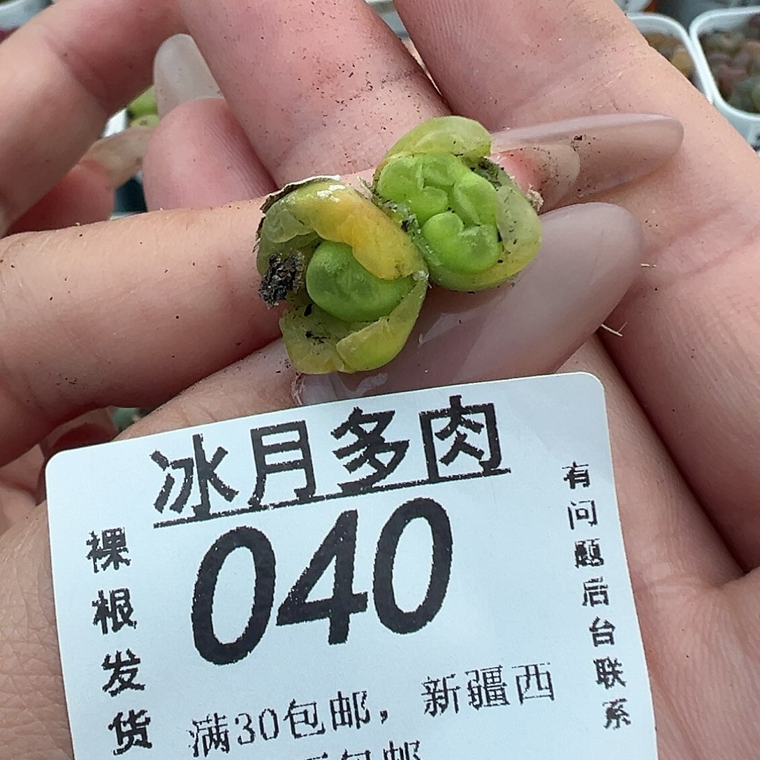 040双头毛汉尼裸根发货