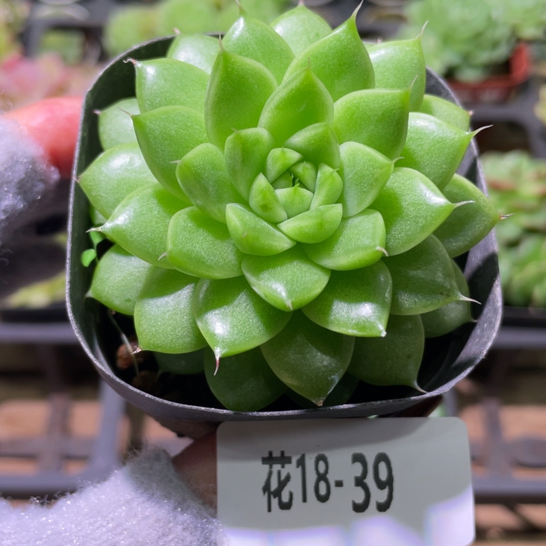 花利美18-39麦秆单头