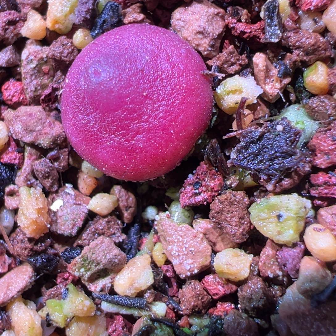 哈默灯泡，肉锥植物