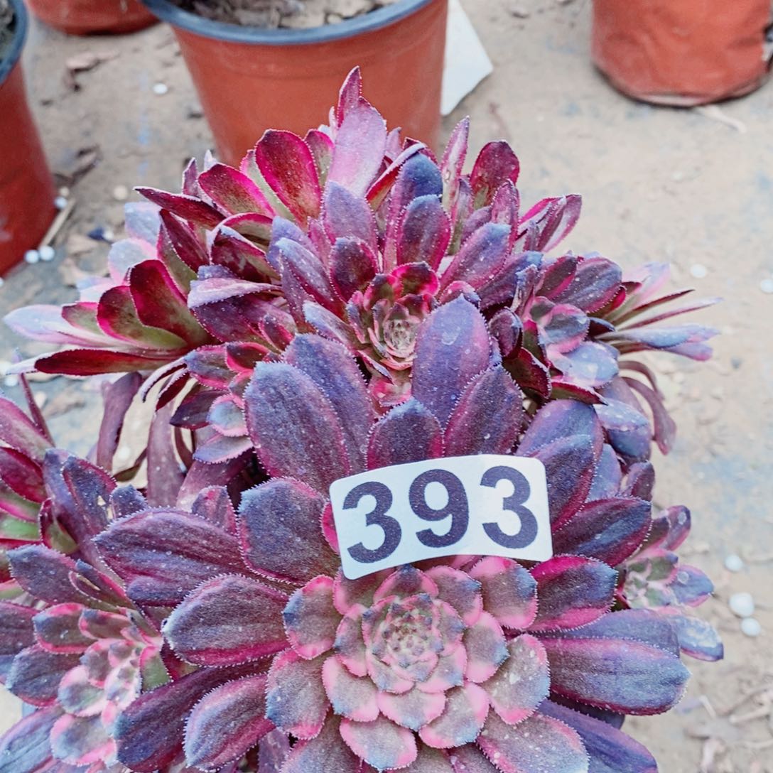 红金刚开播福利393