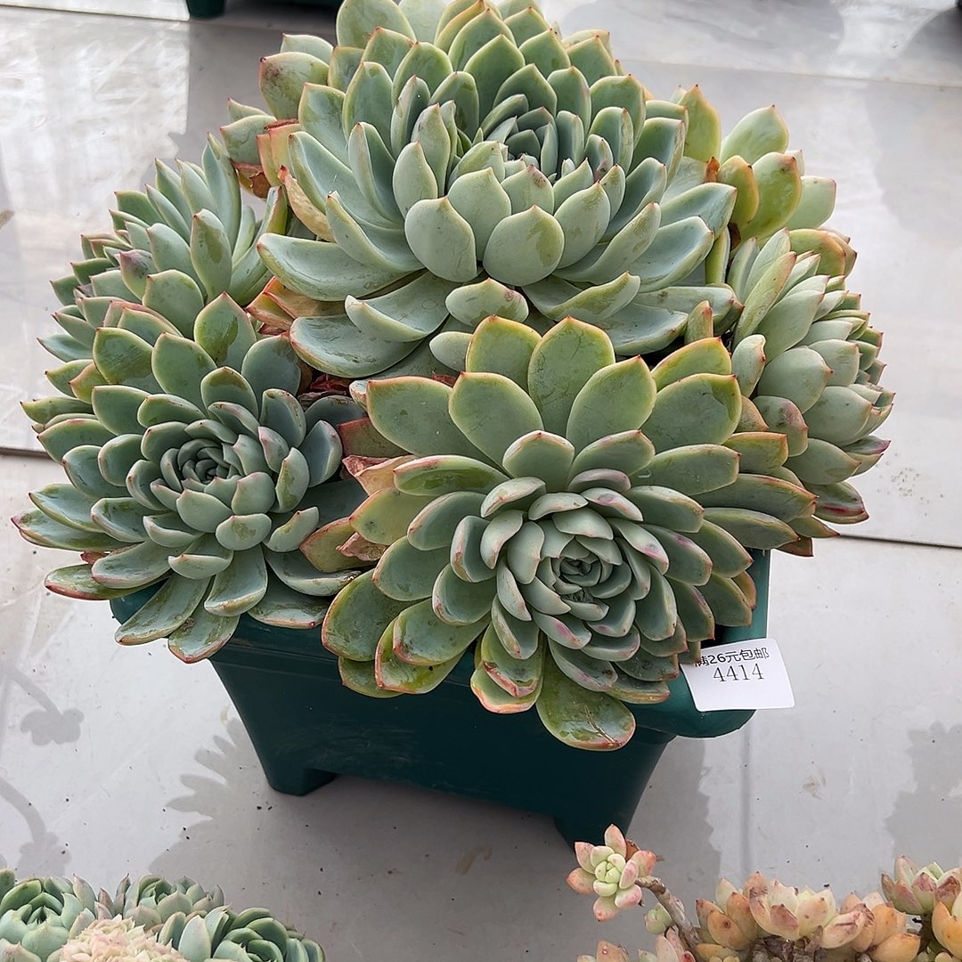 芳***合4414莎莎女王多肉植物