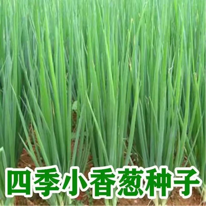 四季小葱蔬菜种子