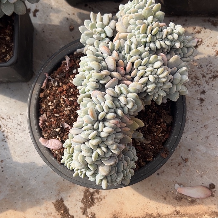 超大粉兔群生缀化多肉