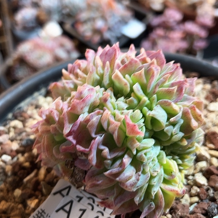 幸运的是我的朋友