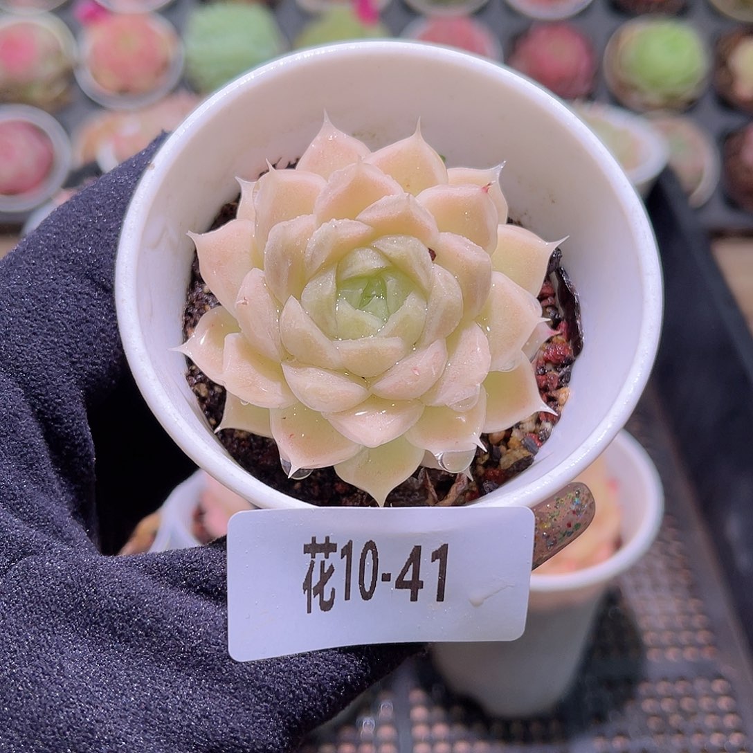 花利美10-41麦秆单头