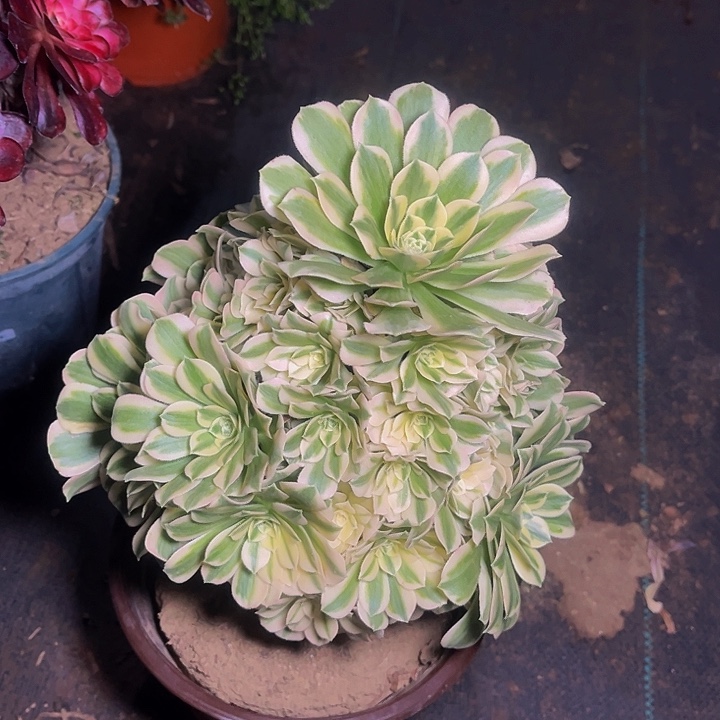 迈巴赫法师锦003