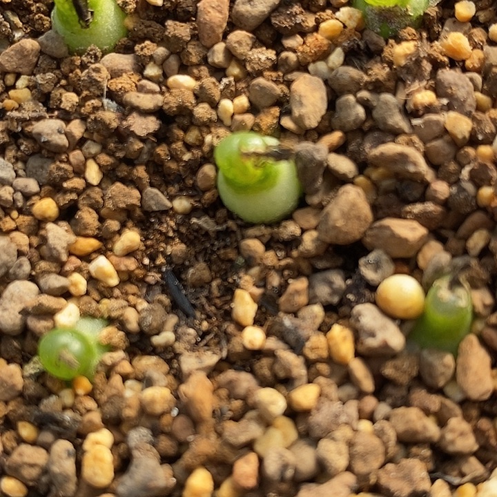 1826小葫芦一组。       