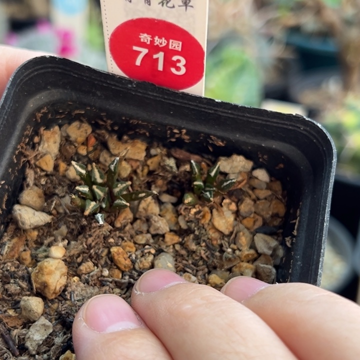 实生黑牡丹两棵树