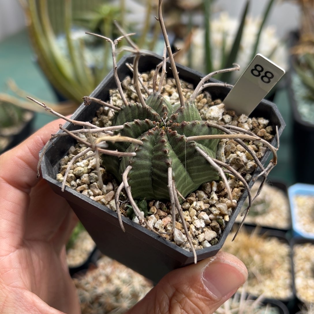 实生法利达大戟脱土发货多肉