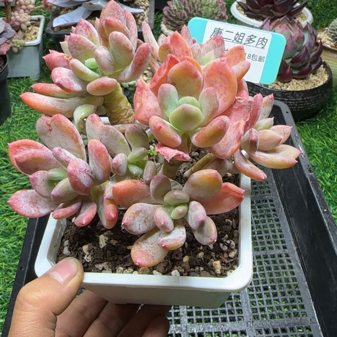 唐二姐多肉编号191