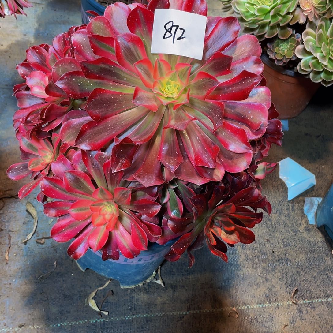 多肉法师872号美杜莎发货